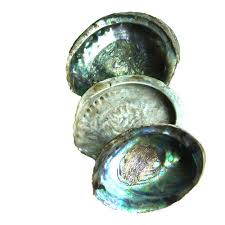 Depending on the species, the shape of the tablets differ; Multicolor Abalone Shell Rs 550 Kilogram Dhanushree Trading Co Id 14466893397