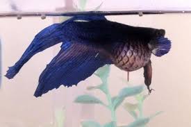 This is how they received the name 'veil tail'. Treating Dropsy In Aquarium Fish