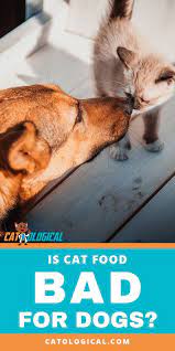 Is Cat Food Bad For Dogs Will Canines Get Sick If They Eat Meals Meant For Felines It Turns Out That Cats And Dogs Foods Bad For Dogs Cat Food