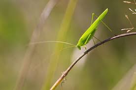 They are among what is probably the most ancient living group of chewing herbivorous insects, dating back to the early triassic around 250 million years ago. Page 36 Royalty Free Bugs Photos Free Download Pxfuel