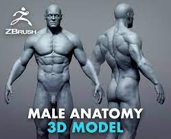 Ztl,stl and obj files included. Male Anatomy Model Flippednormals