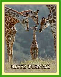 Get the best tuesday quotes that will inspire and light up your mind to be more productive. Happy Tuesday Happy Tuesday Images Happy Tuesday Giraffe Quotes