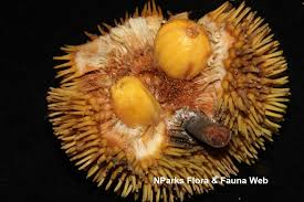 Image result for Artocarpus