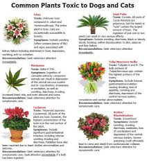 Although it's often used as a garnish or sprinkled on top of potato or rice dishes, it's also a key. Pet Safety For Summer Inside And Out Cat Safe Plants Toxic Plants For Cats Cat Plants