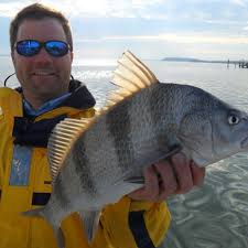 Tampa Bay Fish Species Captain Matt Fishing Charters