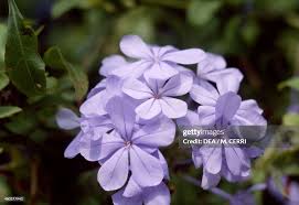 Image result for Plumbaginaceae