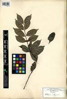 Image result for Salacia madagascariensis