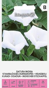 Image result for Datura inoxia