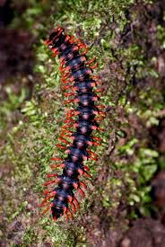 Black And Yellow Millipede Millipede Danum Valley Insects Creatures Spider