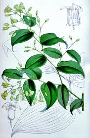 Image result for Behnia