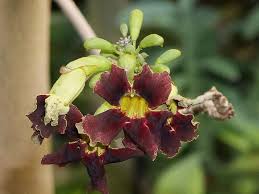 Image result for Markhamia zanzibarica