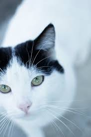 2 10 cat breeds with large eyes. 2880x1800px Free Download Hd Wallpaper Cat Cat Eyes Cats Soft Kitty Cat From Internet Big Eyes Wallpaper Flare