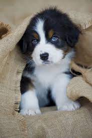 australian shepherd love those eyes cute animals cute baby animals cute dogs