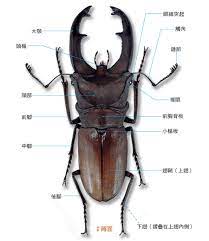 鍬形蟲圖 的圖片搜尋結果 beetle insects