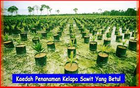 Sama halnya dengan menanamkan bibit tanaman lain, penanaman bibit kelapa sawit kedalam baby bag melewati beberapa langkah berikut Kaedah Penanaman Kelapa Sawit