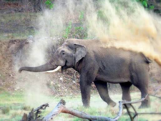 Rajaji National Park Safari