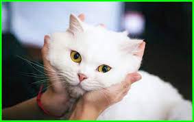 Kompilasi video lucu kucing | kucing imut. Gambar Kucing Lucu Imut Dan Paling Menggemaskan Sedunia Gambar Kucing Lucu Kucing Lucu Kucing