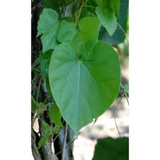 We did not find results for: Daun Brotowali Segar Shopee Indonesia