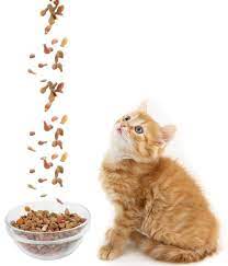 When Can Kittens Eat Wet Food Cute Cats Pictures