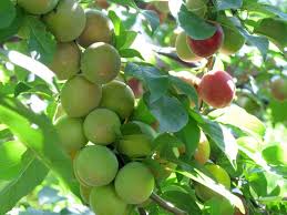 Since 1816, stark bro's has promised to provide customers with the very best fruit trees and plants. 4 Benefits Of Thinning Fruit Trees Growing With Stark Bro S Fruit Trees Growing Tree Fruit