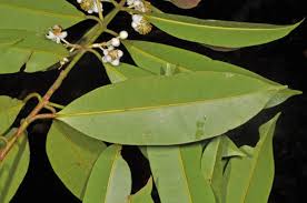 Image result for Calophyllum