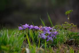 Valley of flowers in june. India S 5 Best Valleys Of Flowers Best Time To Visit The Valley Of Flowers Valley Of Flowers National Parks Trip National Parks