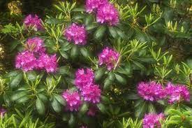 7 Types Of Azaleas And Rhododendrons To Consider For Your Landscape Azalea Flower Plants Rhododendron