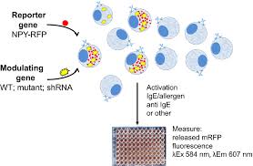Dolor sit amet, consectetuer adipiscing elit. Rbl Cells As Models For In Vitro Studies Of Mast Cells And Basophils Falcone 2018 Immunological Reviews Wiley Online Library