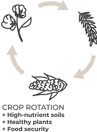 Mar 17, 2020 · how much do cotton farmers get paid? African Cotton Cotton Made In Africa Cmia