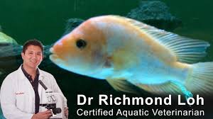 Skinny Fish And How Much To Feed Aquarium Fish With Fish Vet Dr Loh Fish Aquarium Fish Fish Pet