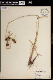 Image result for Cyperus derreilema