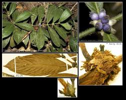 Image result for Lasianthus