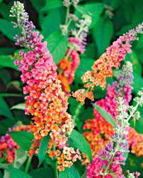 Billedresultat For Billeder Af Sommerfuglebusk Plants Garden Shrubs Butterfly Bush