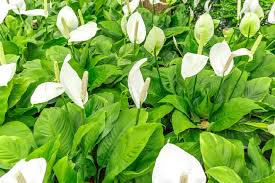 Image result for Spathiphyllum