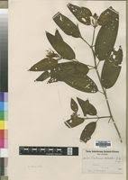 Image result for Melastomastrum segregatum