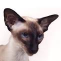 Siamese Cats For Adoption Near Me | The Cat Gallery