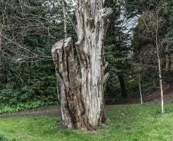 Maybe you would like to learn more about one of these? Tree Lopping Burpengary Tree Removal Burpengary