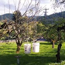 How to train a fruit tree. Country Lore Training Fruit Trees With Buckets Organic Gardening Mother Earth News