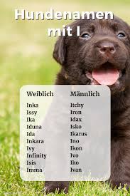 Hallo ihr lieben, am dienstag wird einen kleiner welpe vom tierschutz bei uns es sollte was ausgefallenes sein, wenn möglich mit bedeutung und nicht zu lang. Hundenamen Mit I Weiblich Und Mannlich Mit Bedeutung Als Namensliste Hundenamen Hunde Weibliche Hundenamen