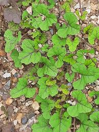 Image result for Merremia emarginata