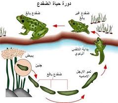 دورة حياة الضفدع برمائيات Frog Unit Study Frog Life Cycle Craft Frog Unit