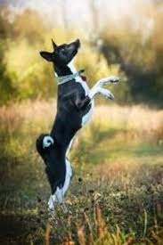 Black And White Hound Dog Mix Black And White Basenji Strength Mixed Breed Dogs Dog Activities Dogs