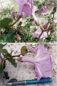 Image result for Ipomoea intrapilosa