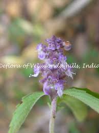 Image result for Platostoma montanum