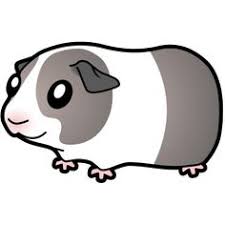 Easy To Draw Cartoon Guinea Pig