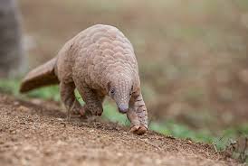 The shy, harmless pangolin is becoming increasingly well known for one reason: Roll With The Pangolins To Raise Awareness Of The World S Most Trafficked Mammal Edge Of Existence