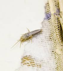 This means you have to keep an eye on drains, attic spaces or basement as the most likely premises. How To Get Rid Of A Silverfish Infestation