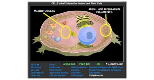There's lysosomes in animal cells. Interactive Eukaryotic Cell Model