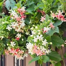 Further south, they will remain evergreen. Climbing Flowering Vines Fast Growing Vines Miracle Gro