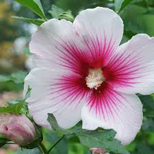 Image result for Hibiscus pusillus